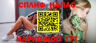 гашик Кингисепп